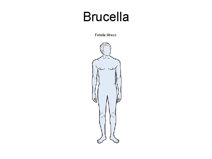 Brucella 