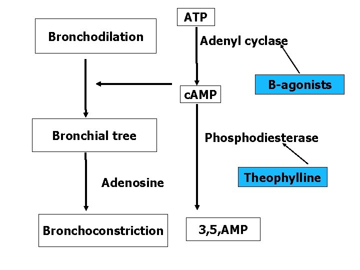 ATP Bronchodilation Adenyl cyclase B-agonists c. AMP Bronchial tree Adenosine Bronchoconstriction Phosphodiesterase Theophylline 3,