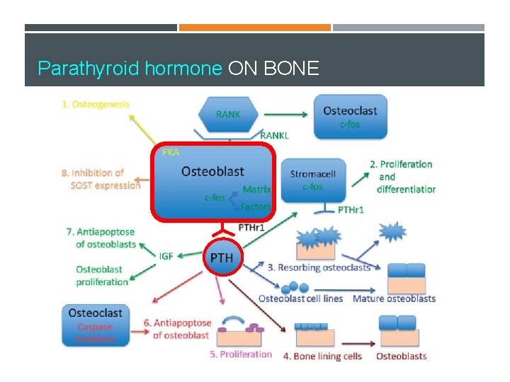 Parathyroid hormone ON BONE 
