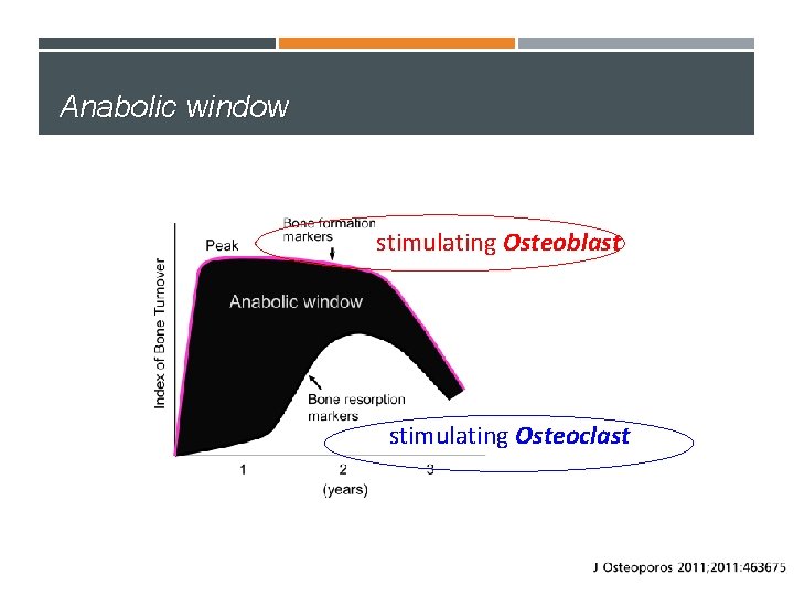 Anabolic window stimulating Osteoblast stimulating Osteoclast 