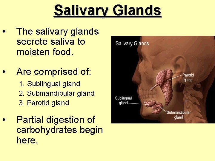 Salivary Glands • The salivary glands secrete saliva to moisten food. • Are comprised