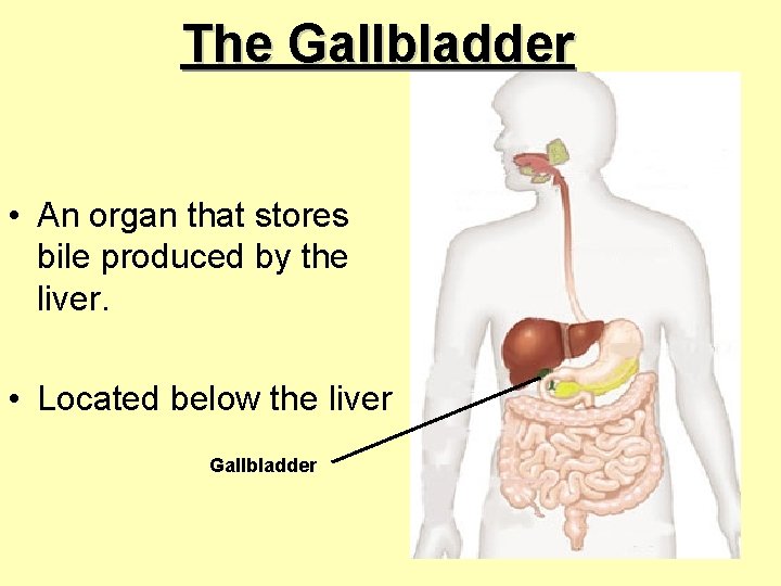 The Gallbladder • An organ that stores bile produced by the liver. • Located