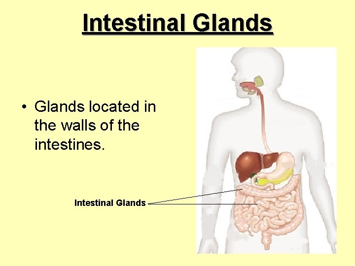 Intestinal Glands • Glands located in the walls of the intestines. Intestinal Glands 