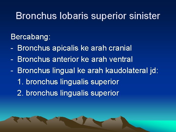 Bronchus lobaris superior sinister Bercabang: - Bronchus apicalis ke arah cranial - Bronchus anterior