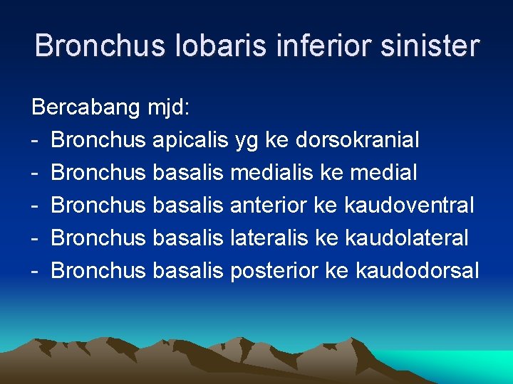 Bronchus lobaris inferior sinister Bercabang mjd: - Bronchus apicalis yg ke dorsokranial - Bronchus