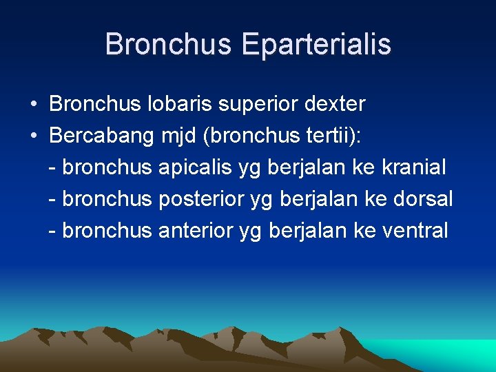 Bronchus Eparterialis • Bronchus lobaris superior dexter • Bercabang mjd (bronchus tertii): - bronchus
