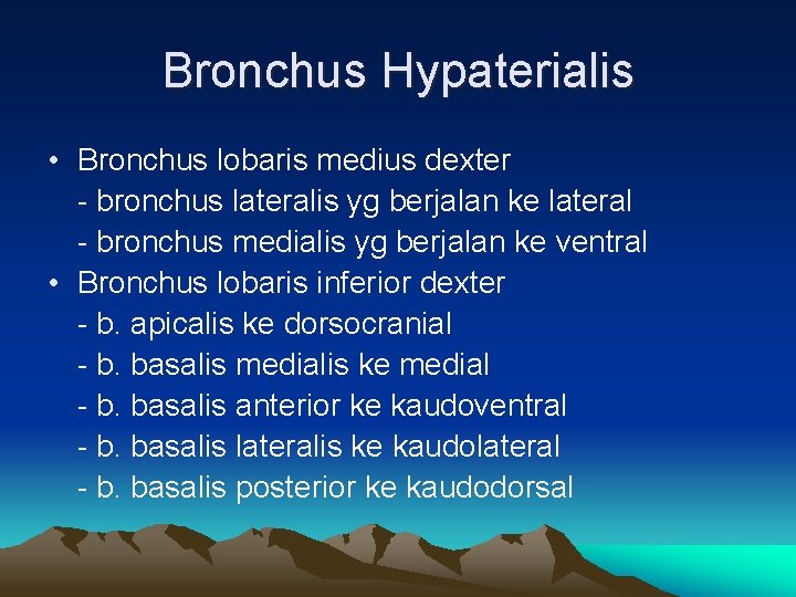 Bronchus Hypaterialis • Bronchus lobaris medius dexter - bronchus lateralis yg berjalan ke lateral