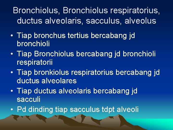 Bronchiolus, Bronchiolus respiratorius, ductus alveolaris, sacculus, alveolus • Tiap bronchus tertius bercabang jd bronchioli