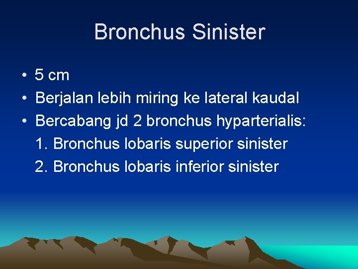 Bronchus Sinister • 5 cm • Berjalan lebih miring ke lateral kaudal • Bercabang