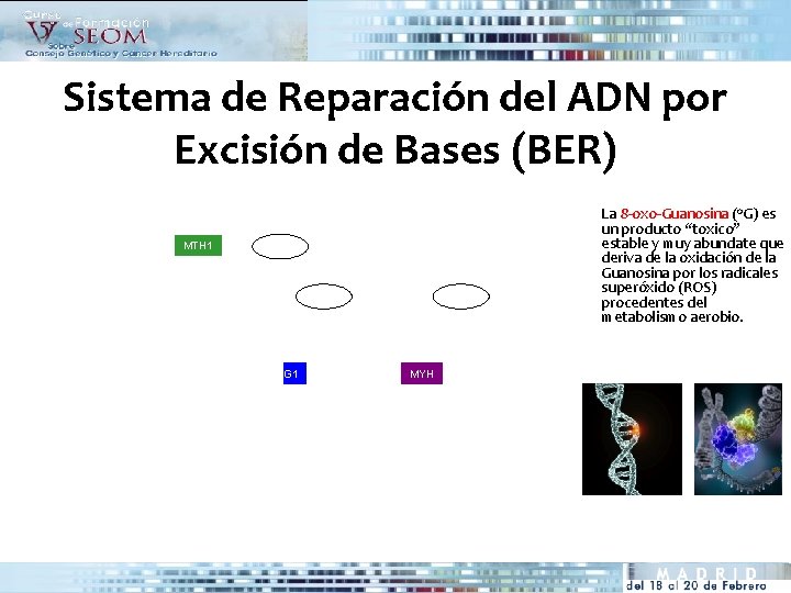 Sistema de Reparación del ADN por Excisión de Bases (BER) La 8 -oxo-Guanosina (o.
