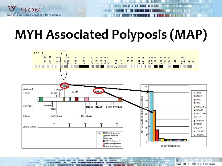 MYH Associated Polyposis (MAP) 