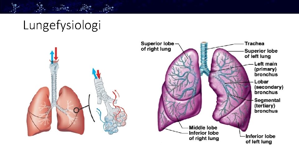 Lungefysiologi 