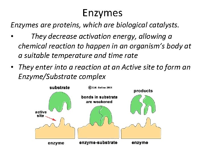 Enzymes are proteins, which are biological catalysts. • They decrease activation energy, allowing a