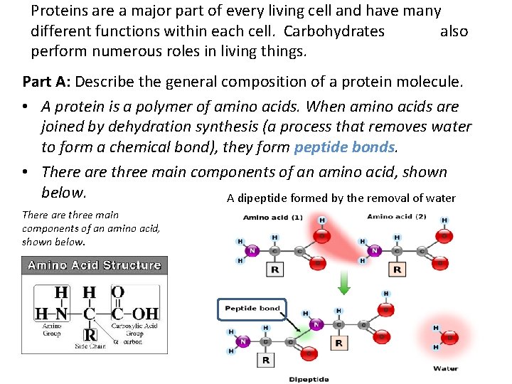Proteins are a major part of every living cell and have many different functions