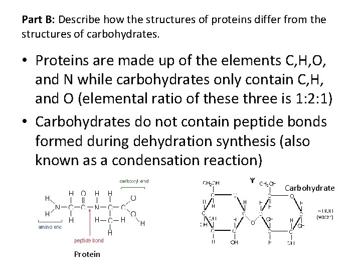 Part B: Describe how the structures of proteins differ from the structures of carbohydrates.