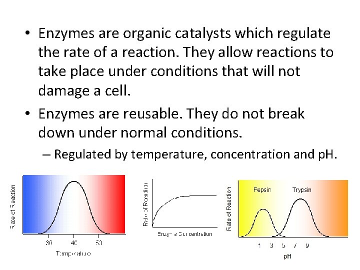  • Enzymes are organic catalysts which regulate the rate of a reaction. They