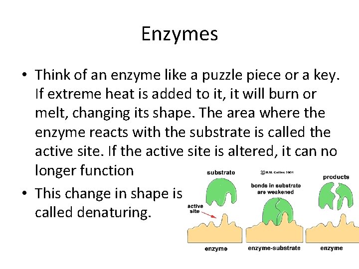 Enzymes • Think of an enzyme like a puzzle piece or a key. If