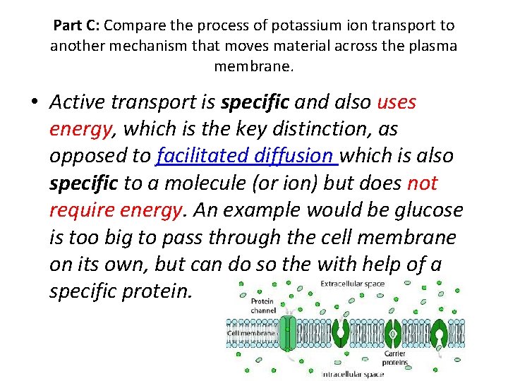 Part C: Compare the process of potassium ion transport to another mechanism that moves