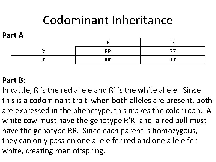 Codominant Inheritance Part A R R R’ RR’ RR’ Part B: In cattle, R