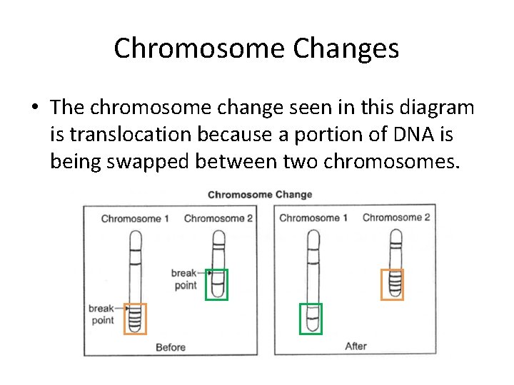 Chromosome Changes • The chromosome change seen in this diagram is translocation because a