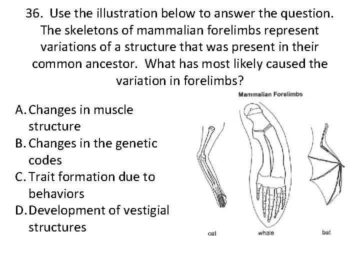 36. Use the illustration below to answer the question. The skeletons of mammalian forelimbs