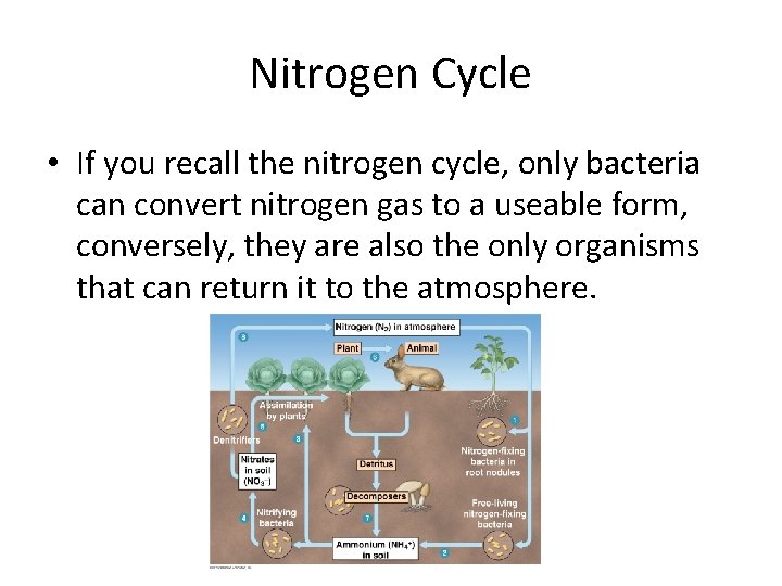 Nitrogen Cycle • If you recall the nitrogen cycle, only bacteria can convert nitrogen