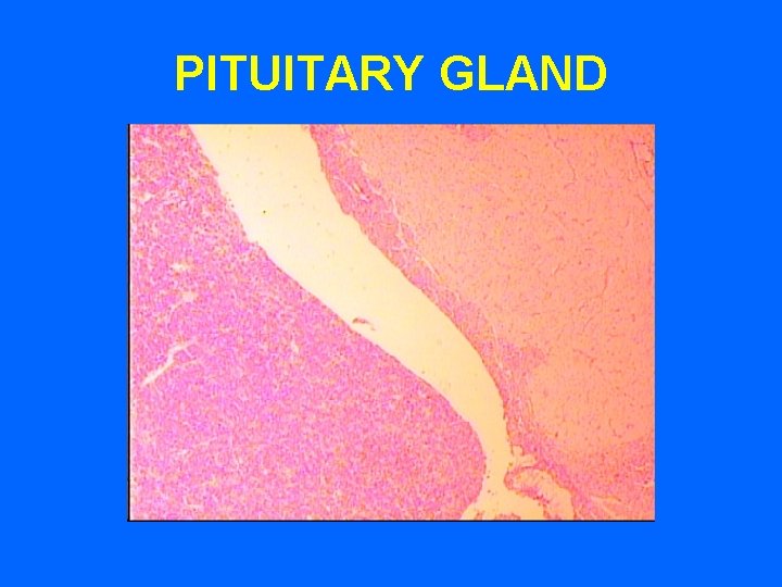 PITUITARY GLAND PITUITARY GLAND