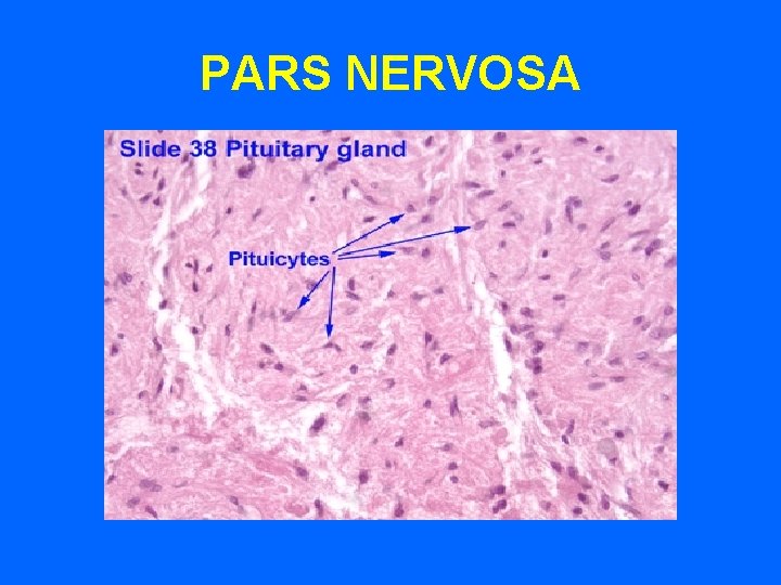 PARS NERVOSA PARS NERVOSA