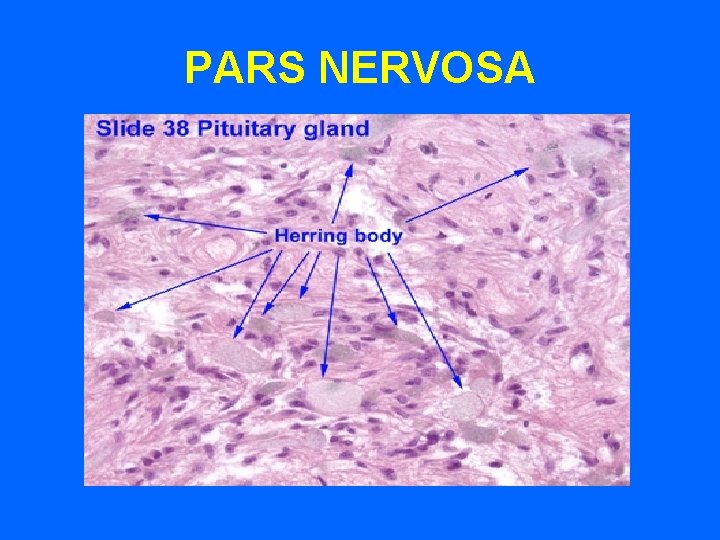 PARS NERVOSA PARS NERVOSA