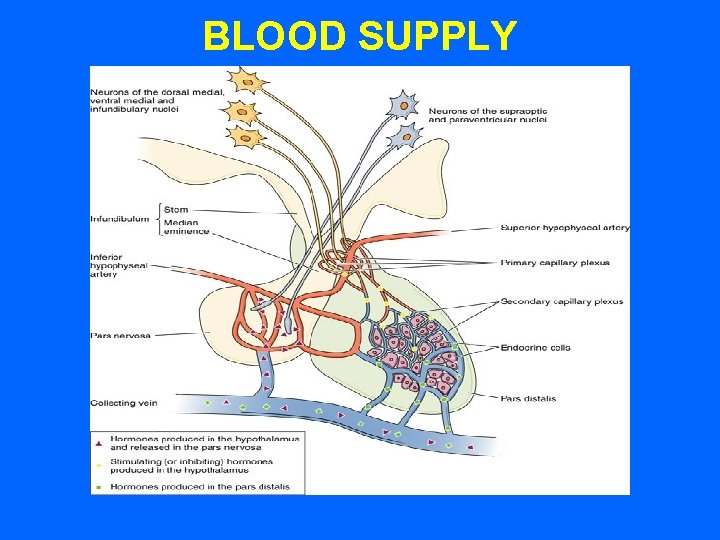 BLOOD SUPPLY BLOOD SUPPLY