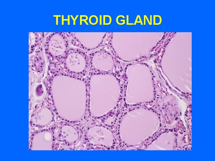 THYROID GLAND THYROID GLAND