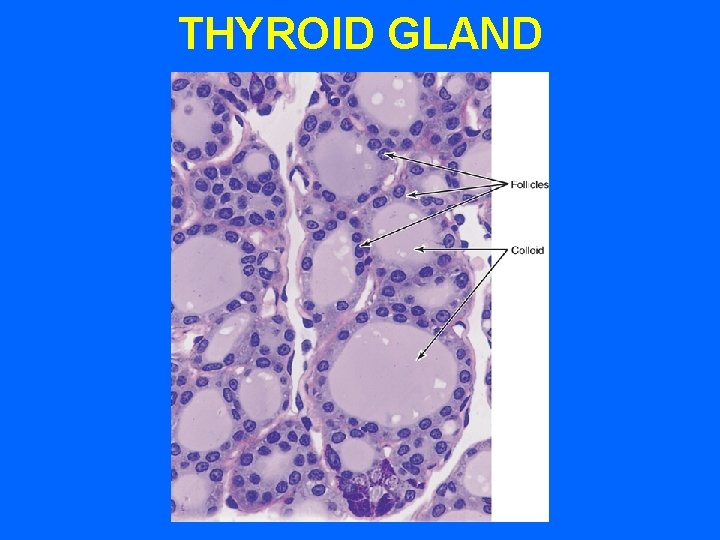 THYROID GLAND THYROID GLAND