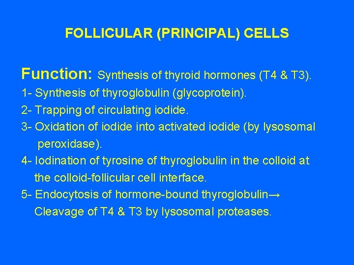FOLLICULAR (PRINCIPAL) CELLS Function: Synthesis of thyroid hormones (T 4 & T 3). 1 FOLLICULAR (PRINCIPAL) CELLS Function: Synthesis of thyroid hormones (T 4 & T 3). 1
