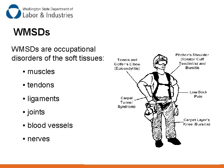 WMSDs are occupational disorders of the soft tissues: • muscles • tendons • ligaments