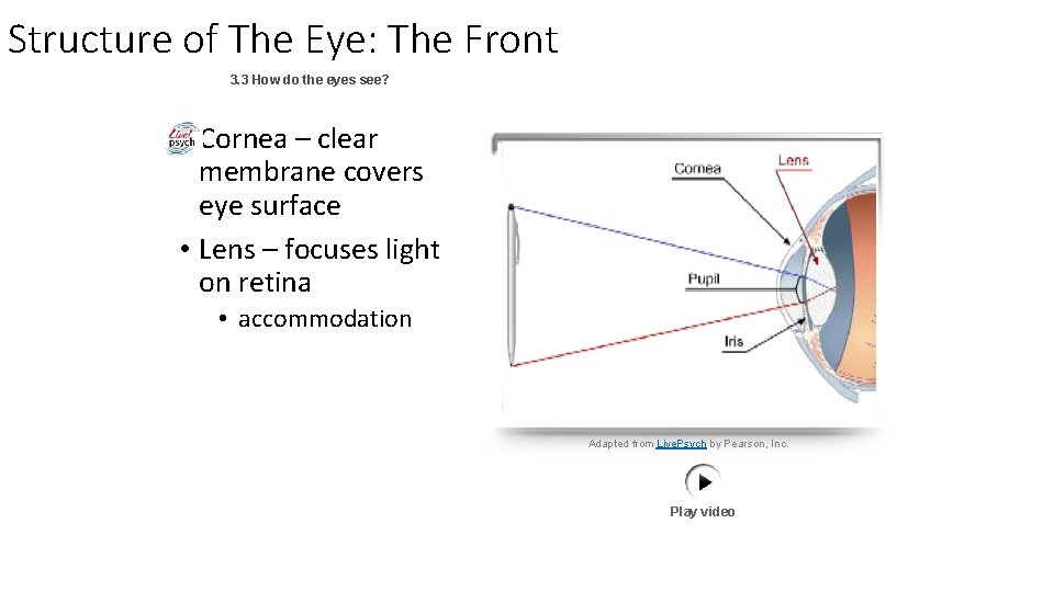 Structure of The Eye: The Front 3. 3 How do the eyes see? •