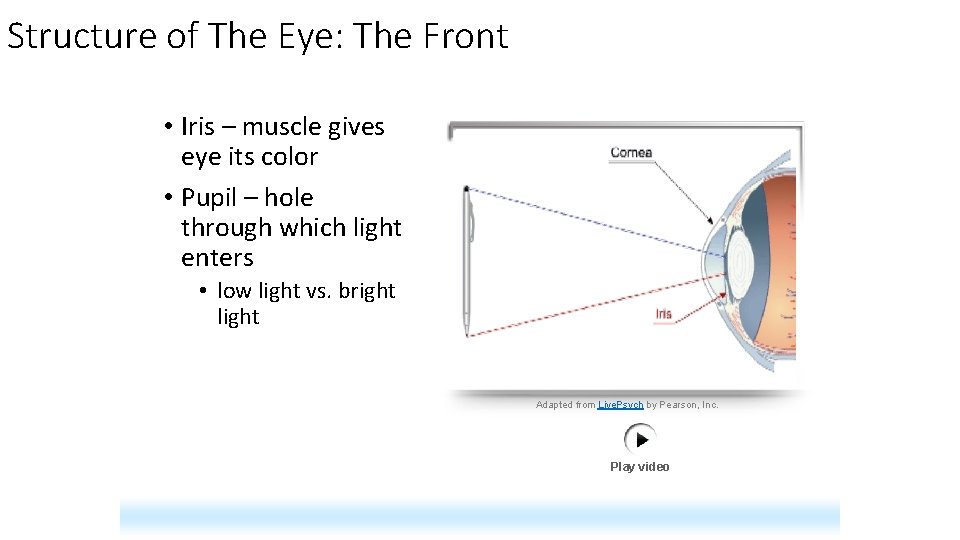 Structure of The Eye: The Front • Iris – muscle gives eye its color