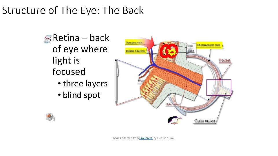 Structure of The Eye: The Back • Retina – back of eye where light