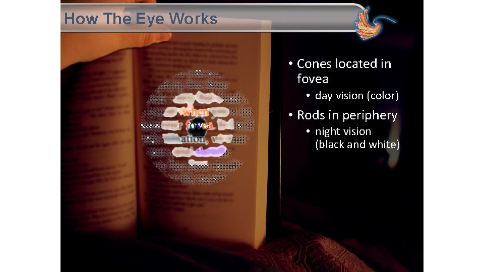 How The Eye Works • Cones located in fovea • day vision (color) •