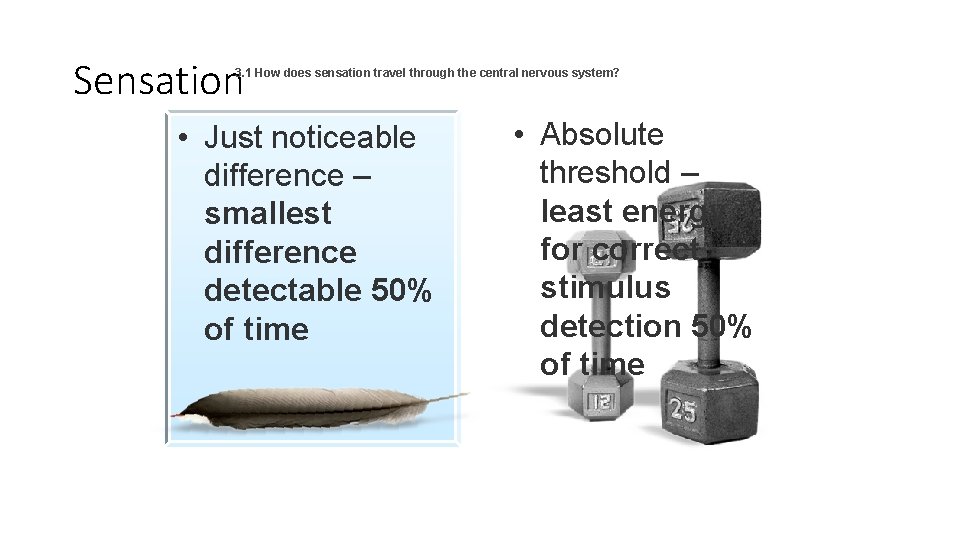 Sensation 3. 1 How does sensation travel through the central nervous system? • Just