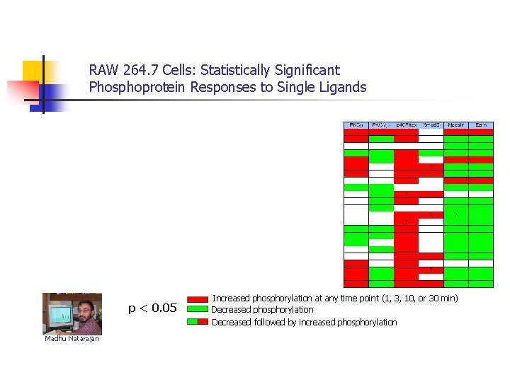 RAW 264. 7 Cells: Statistically Significant Phosphoprotein Responses to Single Ligands p < 0.