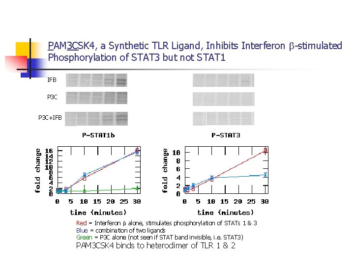 PAM 3 CSK 4, a Synthetic TLR Ligand, Inhibits Interferon -stimulated Phosphorylation of STAT