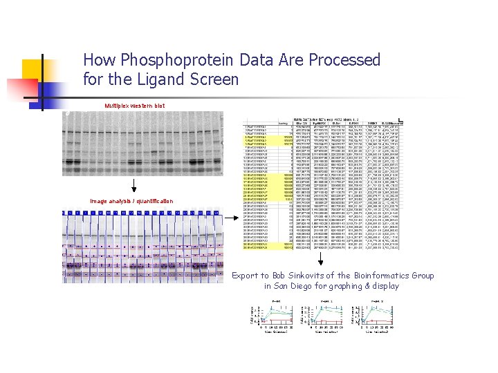 How Phosphoprotein Data Are Processed for the Ligand Screen Multiplex western blot Image analysis