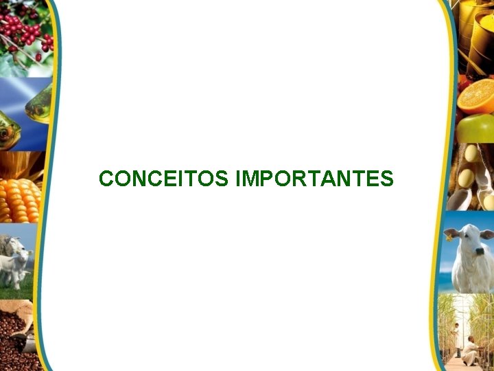 CONCEITOS IMPORTANTES 
