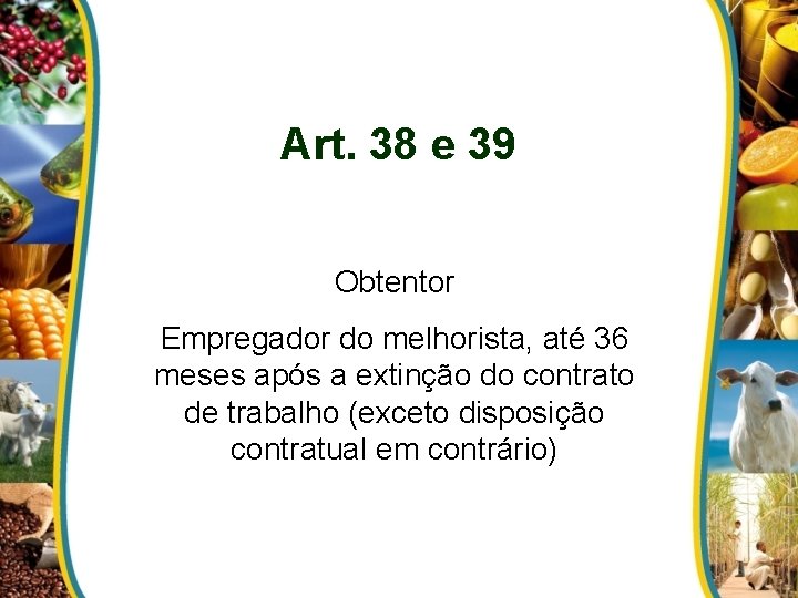 Art. 38 e 39 Obtentor Empregador do melhorista, até 36 meses após a extinção