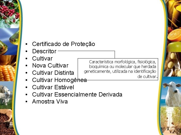  • • • Certificado de Proteção Descritor Cultivar Característica morfológica, fisiológica, Nova Cultivar