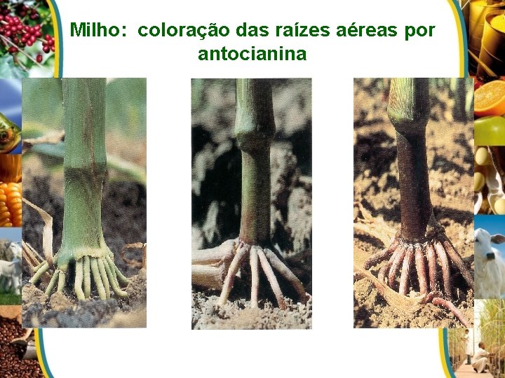 Milho: coloração das raízes aéreas por antocianina 