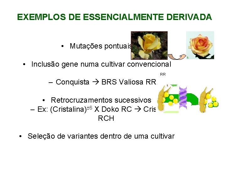 EXEMPLOS DE ESSENCIALMENTE DERIVADA • Mutações pontuais • Inclusão gene numa cultivar convencional RR