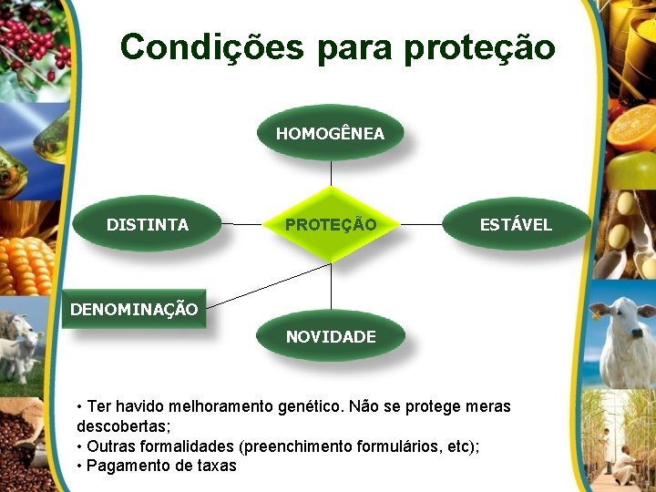 Condições para proteção HOMOGÊNEA DISTINTA PROTEÇÃO ESTÁVEL DENOMINAÇÃO NOVIDADE • Ter havido melhoramento genético.