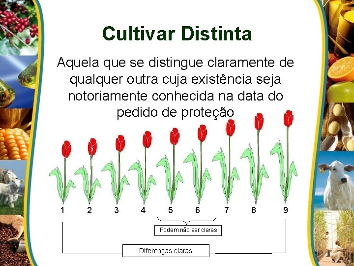 Cultivar Distinta Aquela que se distingue claramente de qualquer outra cuja existência seja notoriamente