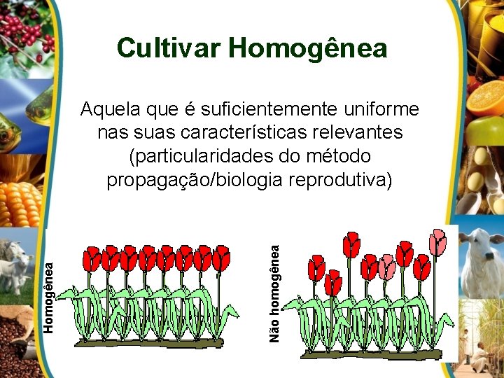 Cultivar Homogênea Não homogênea Homogênea Aquela que é suficientemente uniforme nas suas características relevantes